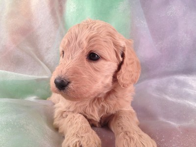 Female Goldendoodle for sale #21 Ready Soon|We have a new litter of goldendoodles for sale|Shipping Delta to Charlotte or Raleigh Durham NC $150 2